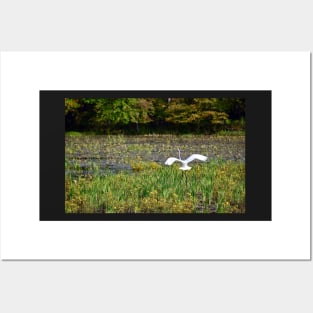 "Egret Beauty" Posters and Art